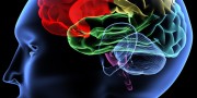 Brain