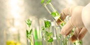 Small plants in test tubes